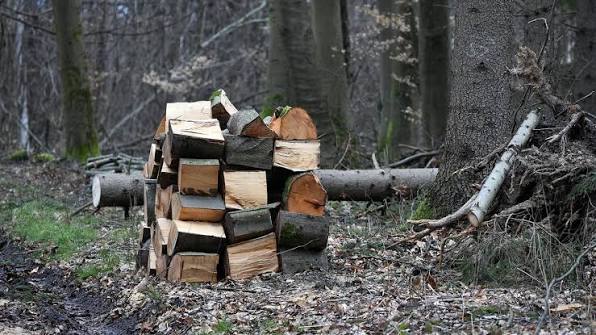 Чи можна брати повалені дерева в лісі